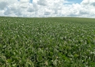 Lavouras de soja no RS estão em enchimento de grãos
