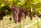 Levantamento da Emater/RS-Ascar indica safra de uva acima do “normal” na Serra Gaúcha