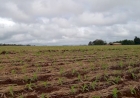 Clima favorece estabelecimento inicial do milho no RS