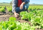 Operação Terra Forte estimula plantio direto de hortaliças no interior do RS