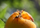 Controle da mosca-das-frutas exige atenção dos produtores rurais