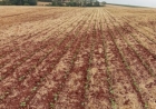 Plantio da soja é de 22% área prevista para o RS