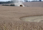 Colheita da soja alcança 10% área cultivada no RS