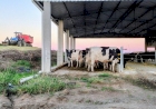 Silagem garante alimentação do rebanho em períodos críticos