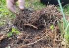 Clima e agropecuária são focos da atuação da Emater/RS-Ascar para além do Dia Mundial do Meio Ambiente