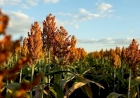 Com potencial para produzir mesmo em situações climáticas severas, sorgo avança no Brasil