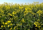 Cultivo de carinata avança no Rio Grande do Sul e ganha espaço como alternativa ao trigo