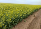 Maior parte das lavouras de canola está em floração no Rio Grande do Sul