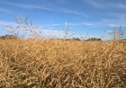 Canola segue em colheita no Rio Grande do Sul