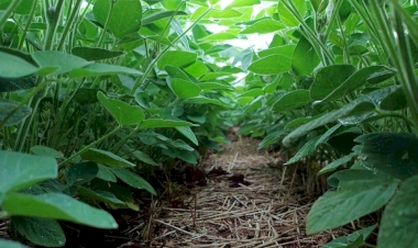 Desenvolvimento da soja no RS é favorecido pelo clima