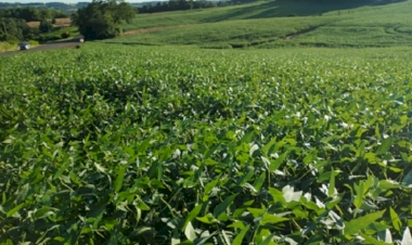 Soja mantém desenvolvimento favorável no RS