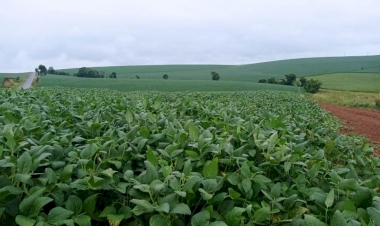 Volta da chuva contribui com desenvolvimento da soja no RS