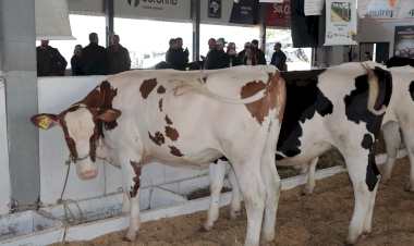 Expo Terneira 2024 tem inscrições abertas para os animais da Pecuária