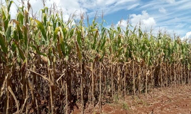 Colheita do milho chega a 68% área plantada no RS