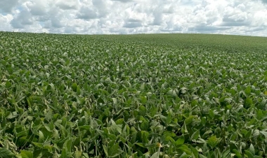 Lavouras de soja no RS estão em enchimento de grãos
