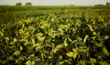 Por que fazer a dessecação da soja?