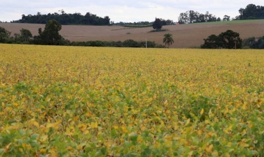 Colheita da soja avança no RS