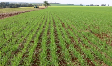 Clima favorece plantio da safra de inverno no RS