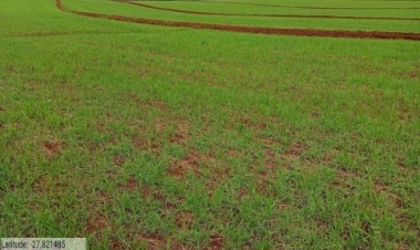 Trigo atinge 69% área projetada para esta safra no RS