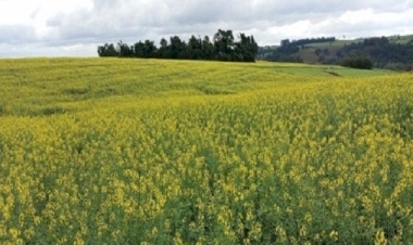 Canola está implantada e segue em desenvolvimento no RS