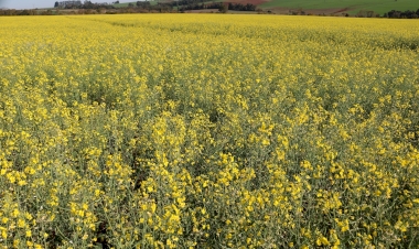 Canola apresenta desenvolvimento satisfatório no RS