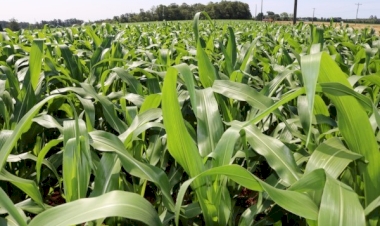 Milho apresenta bom desenvolvimento apesar da baixa incidência de radiação solar