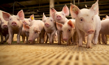 Suinocultor deve ajustar o manejo para evitar perdas no desmame de leitões, explica especialista
