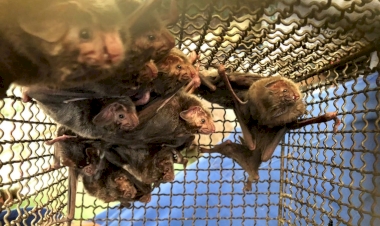 Focos de raiva herbívora são identificados em Erval Grande