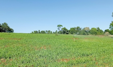 Seminário Regional de Irrigação será realizado durante a Fenasoja 2024