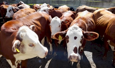 Fórum Estadual de Febre Aftosa será realizado em Santa Rosa