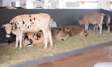 12ª Mostra de Terneiras na ExpoGiruá 2025