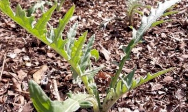 Emater/RS-Ascar impulsiona conhecimento e cultivo de plantas bioativas entre agricultores