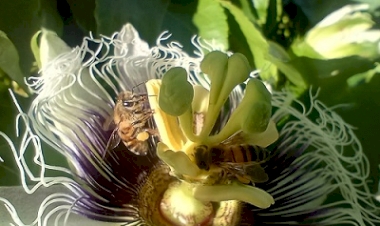 Outono inicia manejo de colmeias de abelhas com e sem ferrão