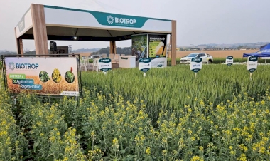 Cultivo da canola cresce no Sul e insumos biológicos impulsionam produtividade