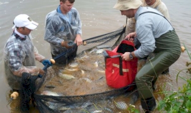 Estratégias de manejo amenizam impactos do frio na piscicultura