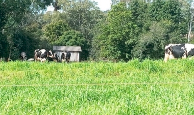 Forrageiras de inverno garantem alimentação para rebanho gaúcho