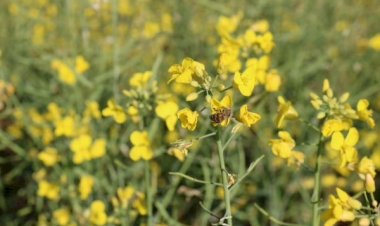 Floração da canola impulsiona apicultura migratória no RS