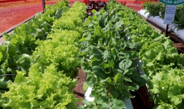 Manejo adequado de olerícolas busca reduzir danos no período de geadas