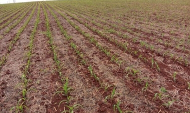 Estabelecimento inicial do milho no RS é satisfatório