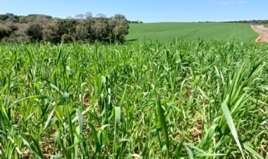 Trigo apresenta desenvolvimento satisfatório no RS