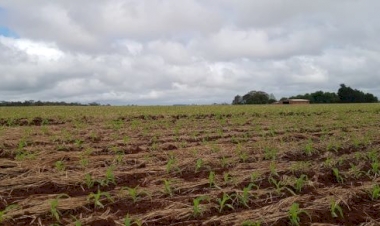 Clima favorece estabelecimento inicial do milho no RS