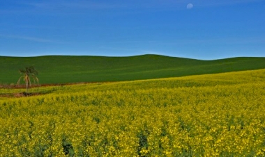 Inicia colheita da canola no RS