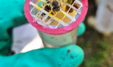 Dia Nacional das Abelhas lembra importância do manejo da Apicultura