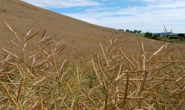 Temperaturas amenas e chuvas bem distribuídas favorecem o desenvolvimento da canola