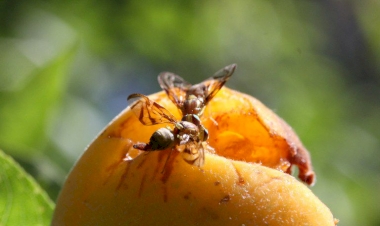 Controle da mosca-das-frutas exige atenção dos produtores rurais
