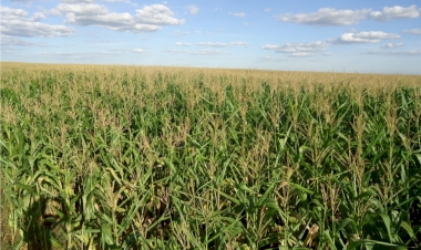 Falta de aproveitamento do nitrogênio prejudica as lavouras