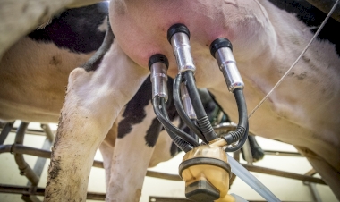 Importante produtora de leite, região Sul precisa estar atenta às enfermidades que afetam o rebanho