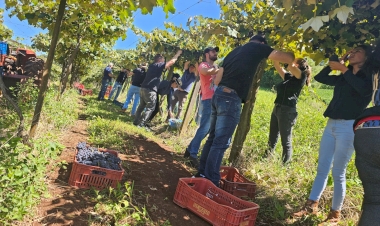 Safra da uva 2025/2026 deve superar produção normal no RS