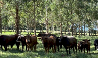 Integração pecuária-floresta fortalece produção rural sustentável no RS