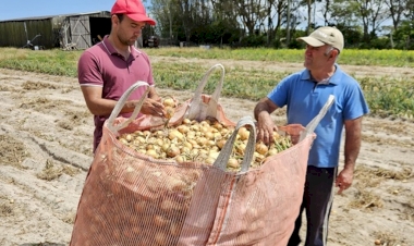 Colheita da cebola encerra com boa produtividade das lavouras no RS